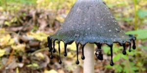 Inky Cap Mushroom