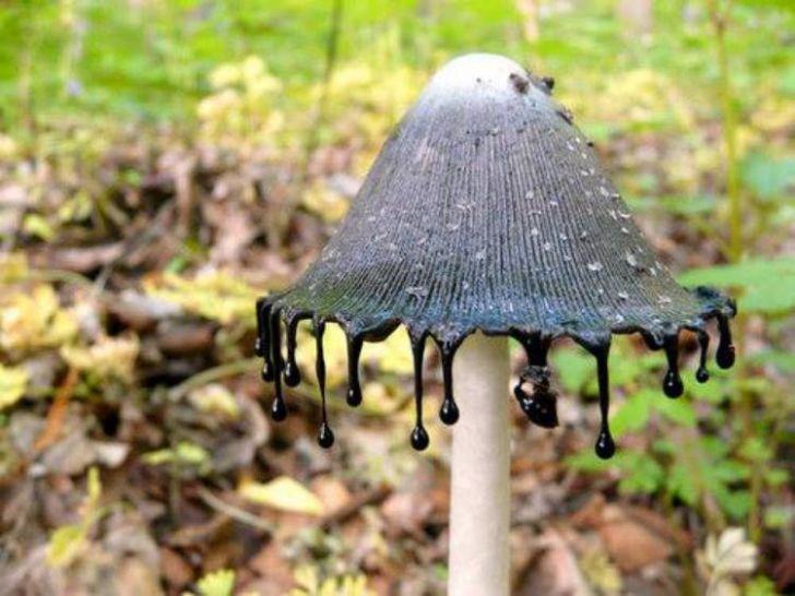 Inky Cap Mushroom