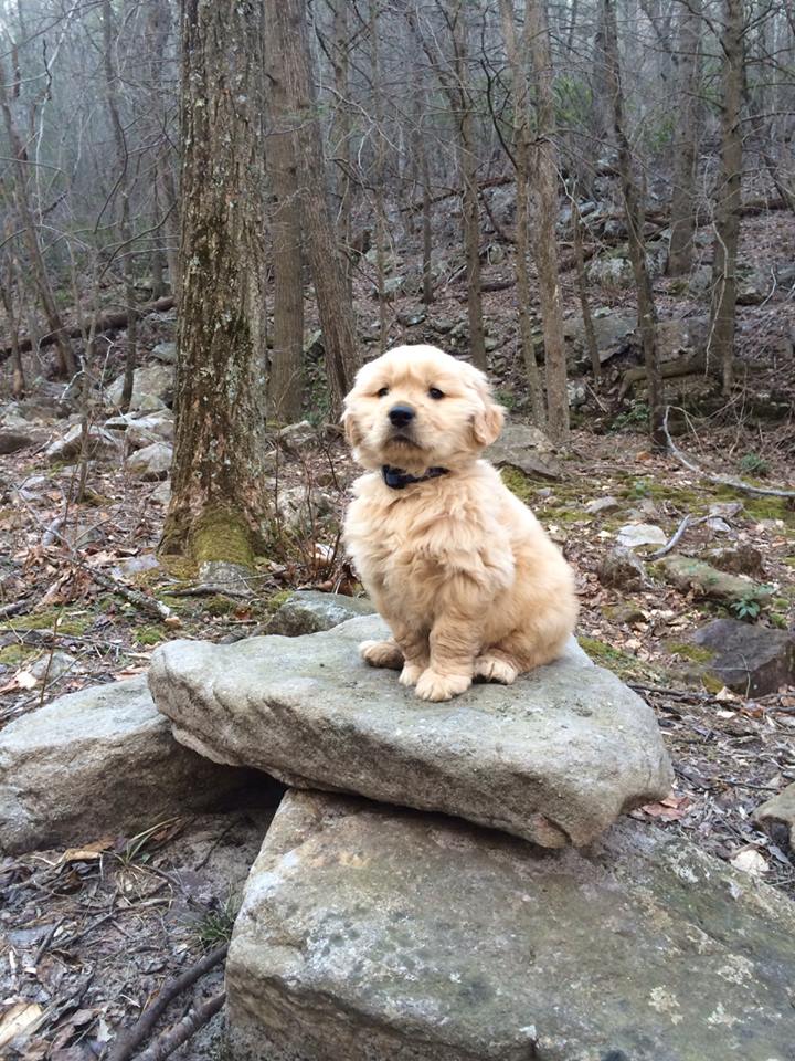 Guardian of the fluff, keeper of the woof