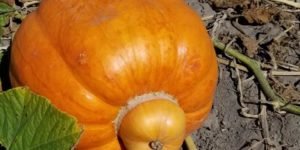 Where do baby pumpkins come from?