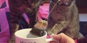 Dis is mine teabag.