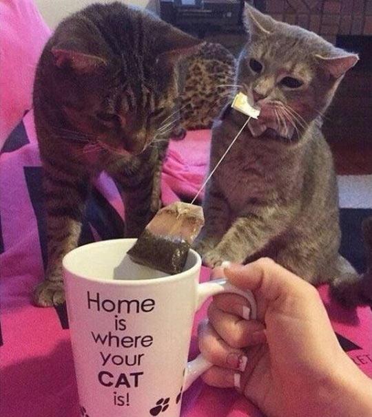 Dis is mine teabag.