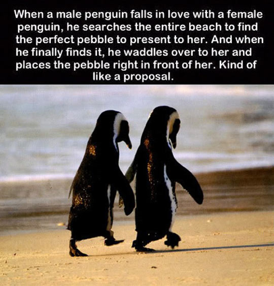 Penguins are adorable.