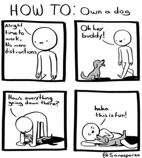How To: Own a dog