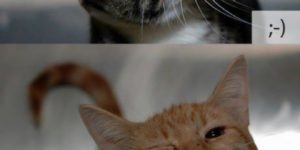 Cat emoticons.