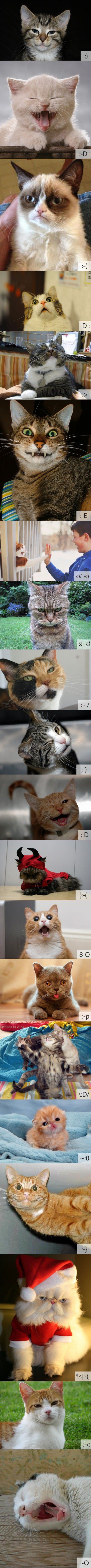 Cat emoticons.