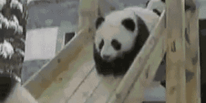 Panda squeee!