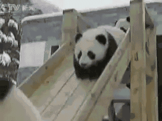 Panda squeee!
