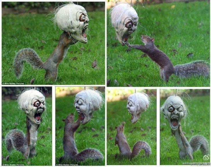 Squirrel plays with Halloween mask hung in yard for kids.