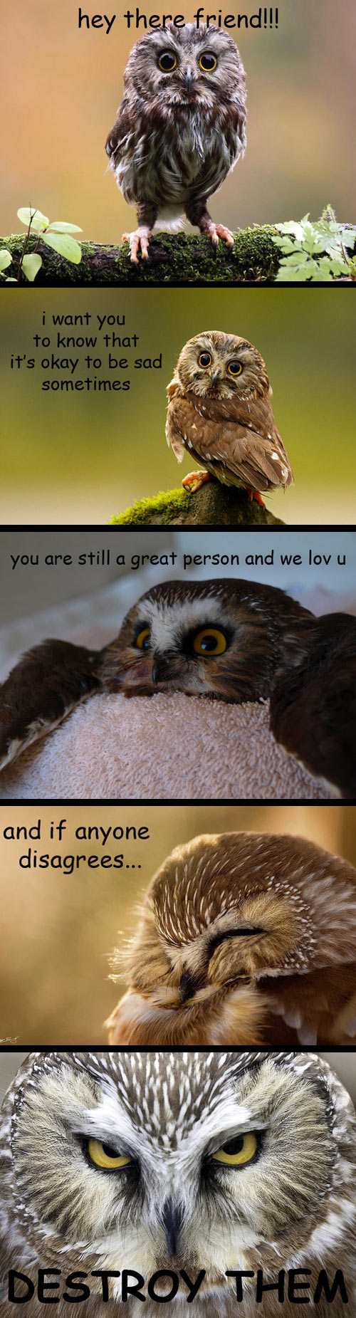 Wise words from Mr. Owl.