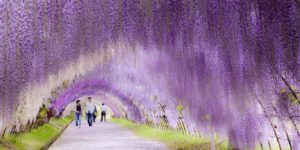 Wisteria Tunnel in Japan