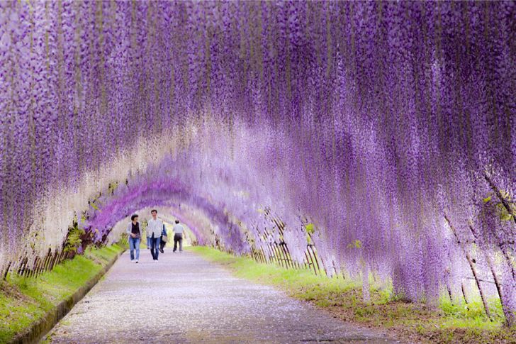 Wisteria Tunnel in Japan