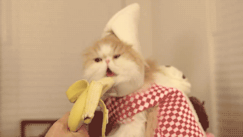 A cat in a banana hat eating a banana.