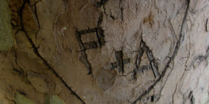 When I see names carved into a tree…