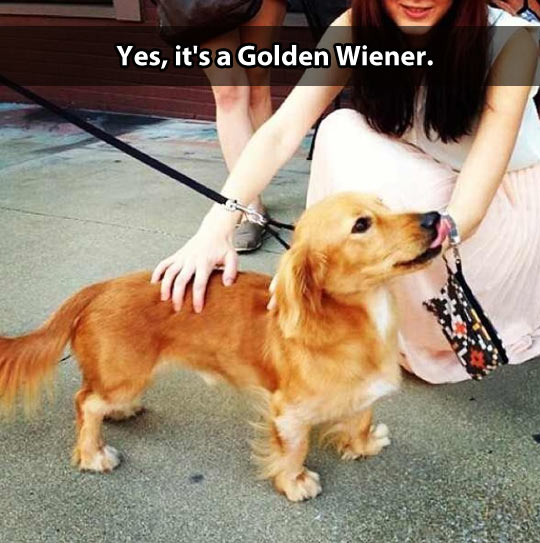 Yes, it's a Golden Wiener.