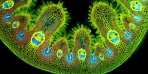 Happy grass cells under a microscope.