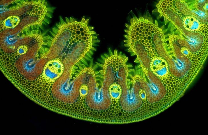 Happy grass cells under a microscope.