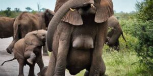 Ever see an elephant’s boobs?