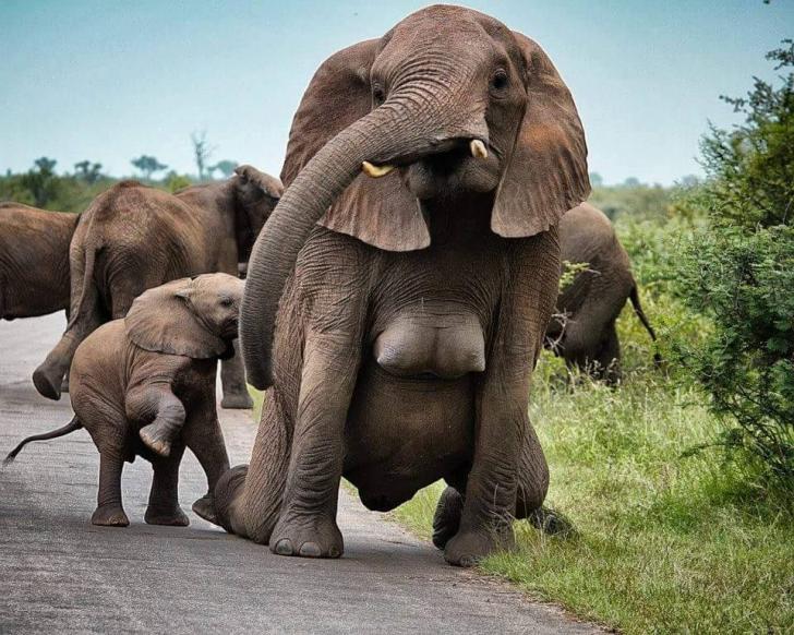 Ever see an elephant's boobs?