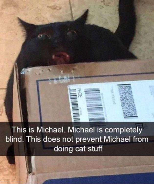 This is Michael and he is very much a cat.