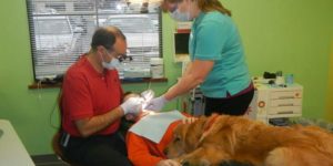 Dog helps little boy get over his fear at the dentist.