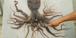 An Octopus found in Japan that has 96 tentacles…