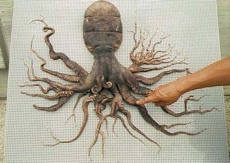 An Octopus found in Japan that has 96 tentacles...