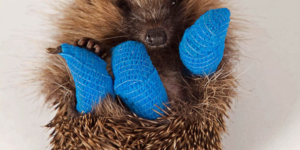 This 10-week-old baby hedgehog is recovering at St Tiggywinkles hospital