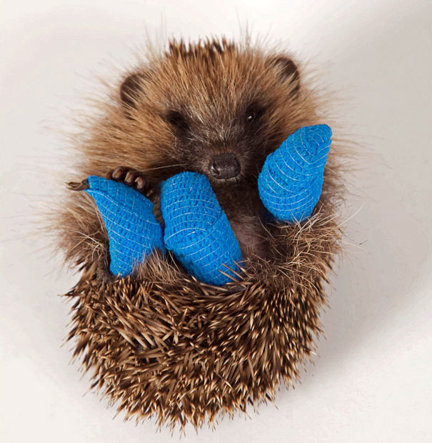 This 10-week-old baby hedgehog is recovering at St Tiggywinkles hospital 