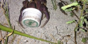 This hermit crab that lives in a Sprite bottle cap