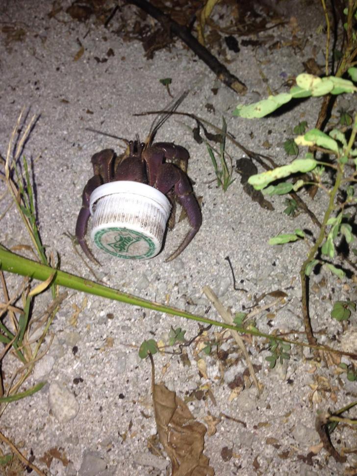 This hermit crab that lives in a Sprite bottle cap