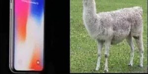 Do llamas get along with buffalos? Asking for a friend.