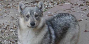 The Swedish Vallhund