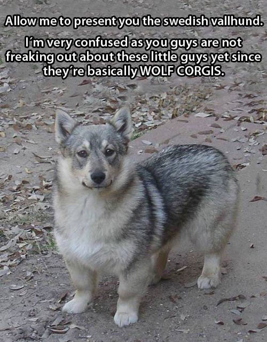 The Swedish Vallhund