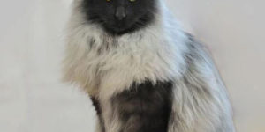 The Norwegian Forest Cat