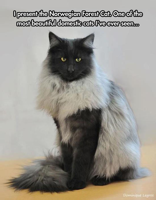 The Norwegian Forest Cat