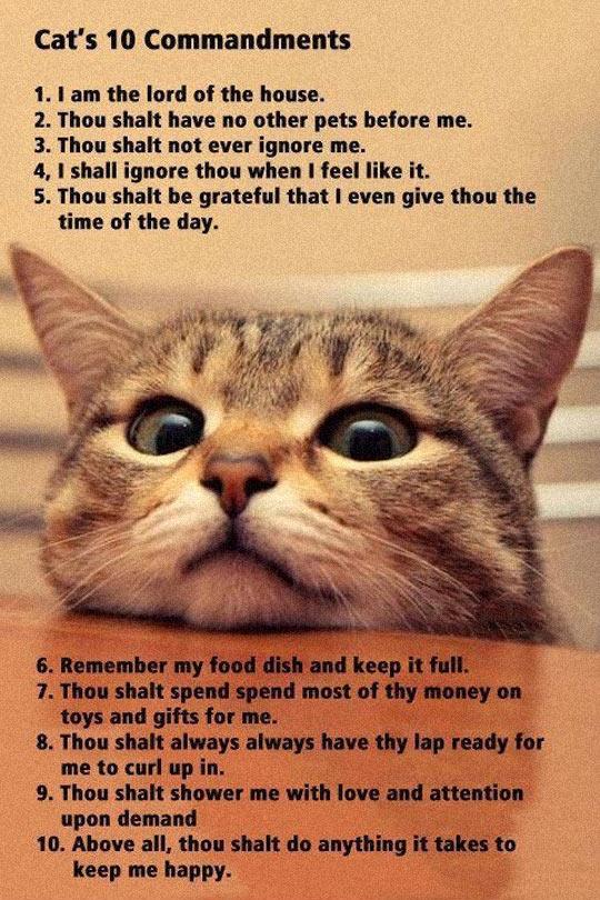 Ten Commandments For Every Cat