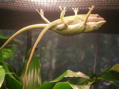 Lizard hammock!