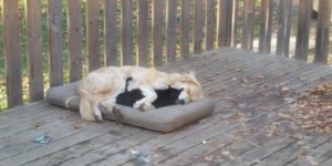 6 month old puppy cuddling one of the farm cats.