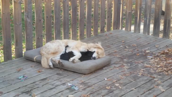 6 month old puppy cuddling one of the farm cats.