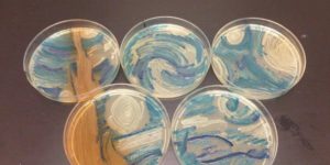 Recreating Starry Night with bacteria.