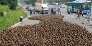 Taking 5,000 ducks for a walk to the local pond.