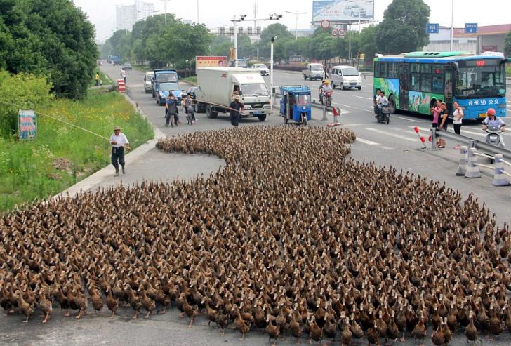 Taking 5,000 ducks for a walk to the local pond.