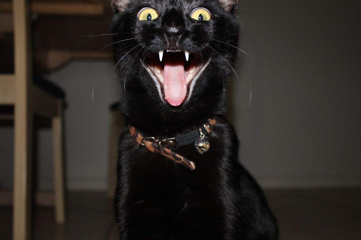 My cat loves Halloween!
