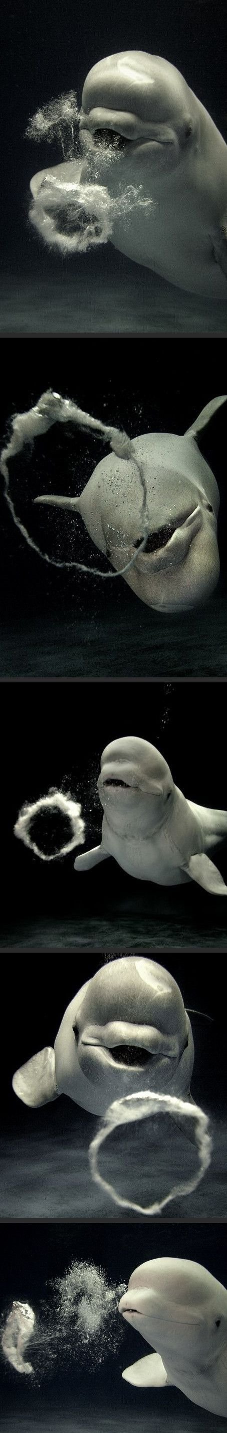 Beluga smoke rings.