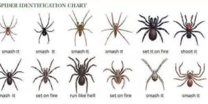 Spider identification chart