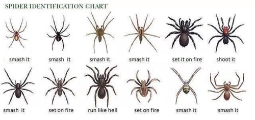 Spider identification chart