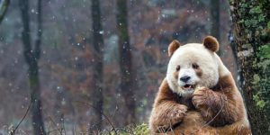 Qizai, the brown panda