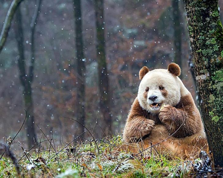 Qizai, the brown panda
