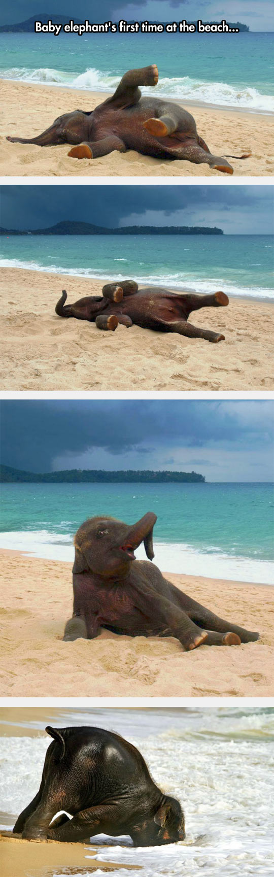First time at the beach for baby elephant!